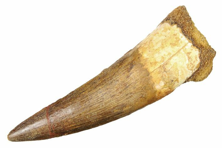 Spinosaurus Tooth - Real Dinosaur Tooth #70911